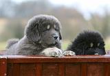 DOGUE DU TIBET 697